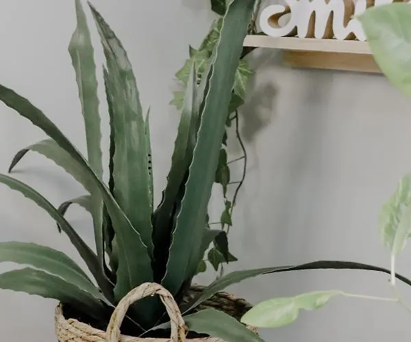 Forget Me Not * Kavala